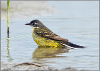 Iberian Yellow Wagtail (Motacilla flava iberiae), Mallorca, May 2014