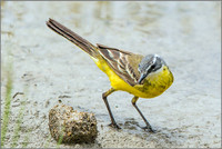 Iberian Yellow Wagtail (Motacilla flava iberiae), Mallorca, May 2015