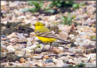 Yellow Wagtail, Upton Warren NR, 26 April 2012