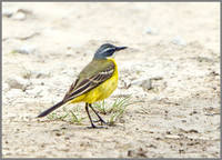 Iberian Yellow Wagtail (Motacilla flava iberiae), Mallorca, May 2014