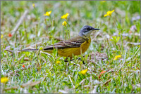 Iberian Yellow Wagtail (Motacilla flava iberiae), Mallorca, May 2016
