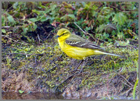 Yellow Wagtail, Upton Warren NR, 30 April 2012
