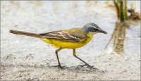Iberian Yellow Wagtail (Motacilla flava iberiae), Mallorca, May 2015