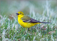 Yellow Wagtail, Marsh Lane, 06 April 2010