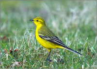 Yellow Wagtail, Marsh Lane, 06 April 2010