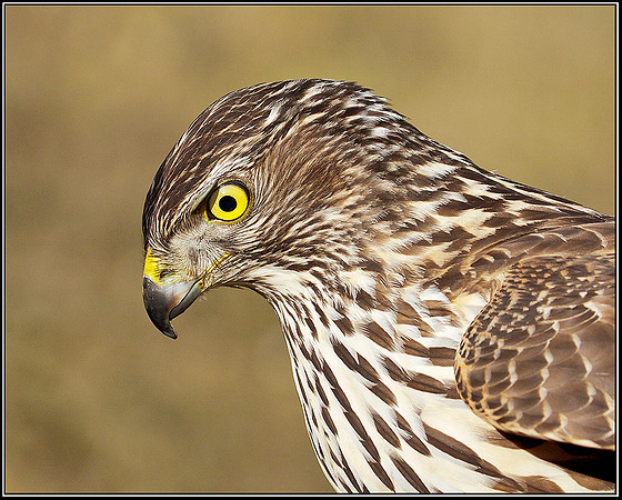 Juvenile Goshawk, Mid-Wales Falconry Centre, February 2009