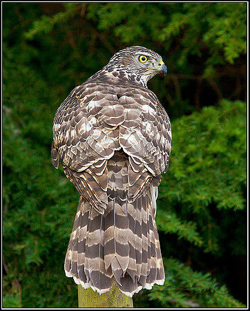 Juvenile Goshawk, Mid-Wales Falconry Centre, February 2009