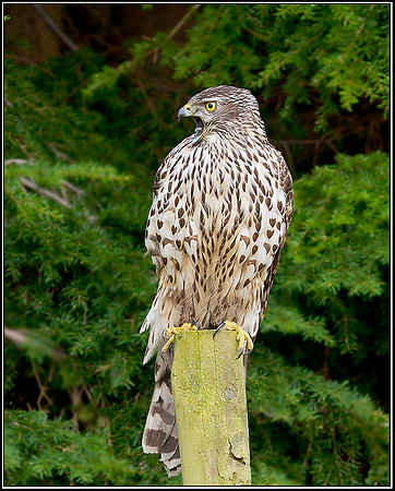 Juvenile Goshawk, Mid-Wales Falconry Centre, February 2009