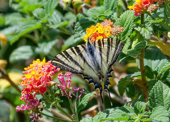 Iberian Scarce Swallowtail - Iphiclides feisthamelii, Algarve, Portugal, May 2019