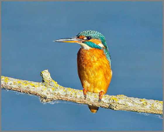 Female Kingfisher (Alcedo atthis), Upton Warren, October 2014