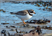 Ringed Plover (Charadrius hiaticula), Anglesey, April 2014