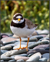 Ringed Plover, Anglesey, 08 July 2011