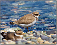 Ring Plover, Anglesey, 04 July 2011