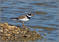 Ringed Plover (Charadrius hiaticula), Upton Warren, 07 May 2013