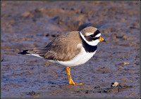 Ringed Plover, Norfolk, April 2012