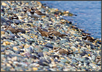 Ringed Plovers, Anglesey 04 July 2011