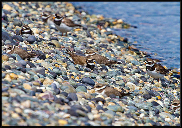 Ringed Plovers, Anglesey 04 July 2011