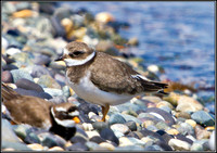 Juvenile Ringed Plover, Anglesey, 04 July 2011
