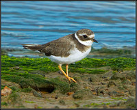 Ringed Plover, Norfolk, September 2012