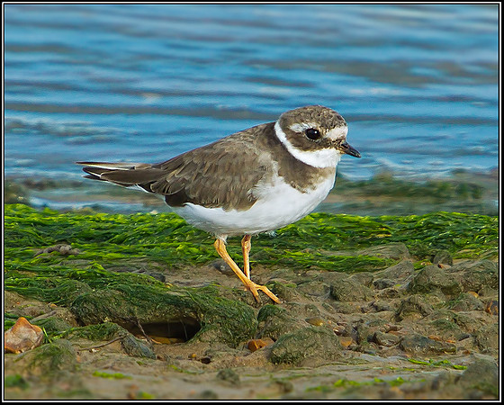 Ringed Plover, Norfolk, September 2012