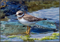Juvenile Ringed Plover, Anglesey 06 July 2011
