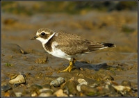 Ringed Plover, Norfolk, September 2012