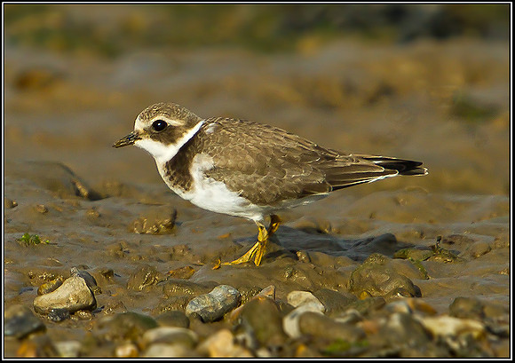 Ringed Plover, Norfolk, September 2012
