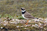 Ringed Plover (Charadrius hiaticula), Marsh Lane NR, February 2016