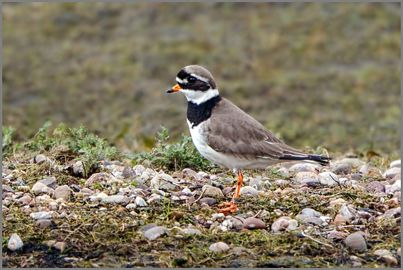 Ringed Plover (Charadrius hiaticula), Marsh Lane NR, February 2016