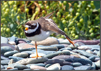 Ringed Plover, Anglesey_08 July 2011