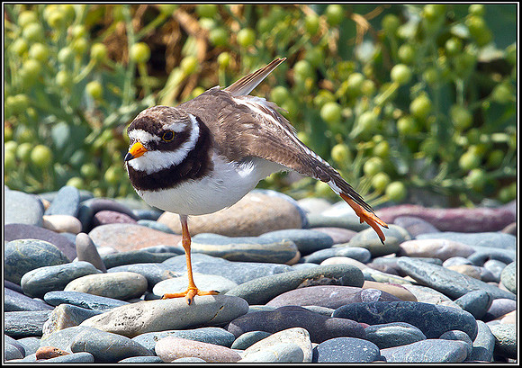 Ringed Plover, Anglesey_08 July 2011