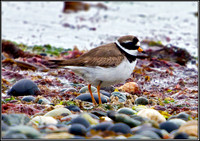 Ringed Plover, Anglesey, May 2011