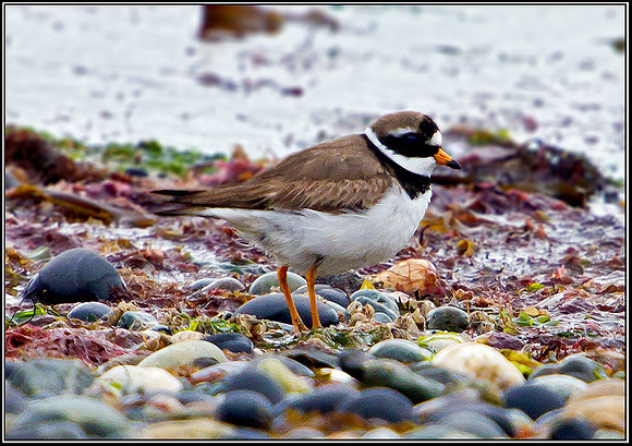 Ringed Plover, Anglesey, May 2011