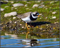 Ringed Plover, Marsh Lane, 08 April 2011