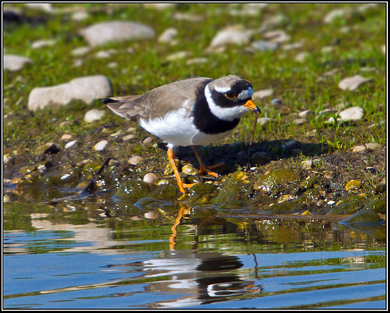 Ringed Plover, Marsh Lane, 08 April 2011