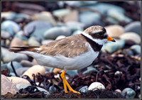 Ringed Plover, Anglesey 08 July l2011