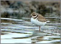 Ringed Plover (Charadrius hiaticula), Upton Warren, September 2014
