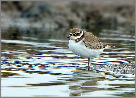 Ringed Plover (Charadrius hiaticula), Upton Warren, September 2014