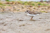 Common Ringed Plover - Charadrius hiaticula, Norfolk, September 2020