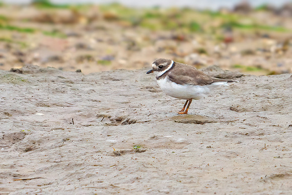 Common Ringed Plover - Charadrius hiaticula, Norfolk, September 2020