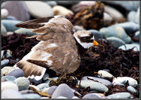 Ringed Plover, Anglesey 08 July 2011