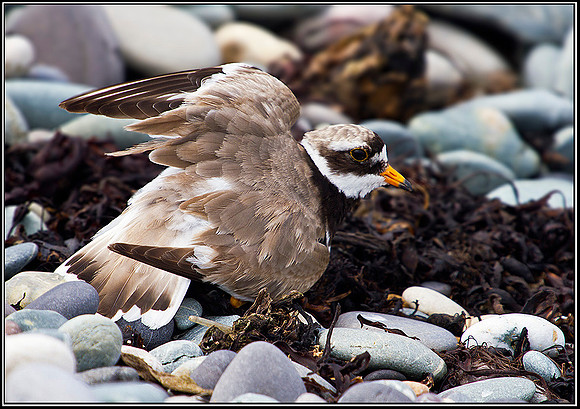 Ringed Plover, Anglesey 08 July 2011