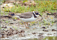 Ringed Plover (Charadrius hiaticula), Norfolk, September 2014