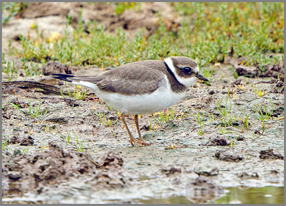 Ringed Plover (Charadrius hiaticula), Norfolk, September 2014