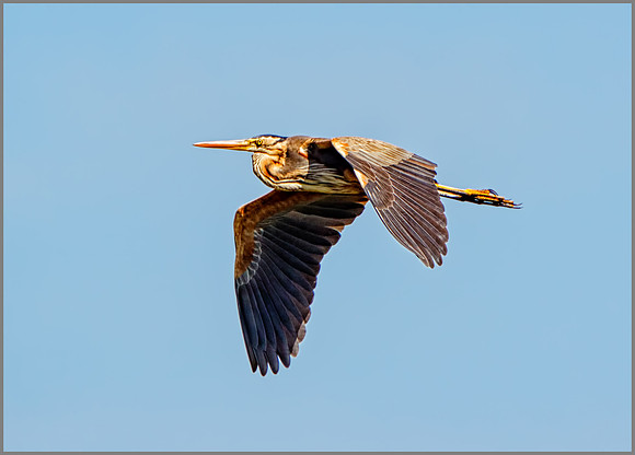 Purple Heron (Ardea purpurea), Mallorca, May 2016