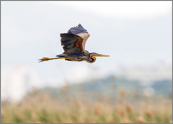 Purple Heron (Ardea purpurea), Mallorca, May 2015