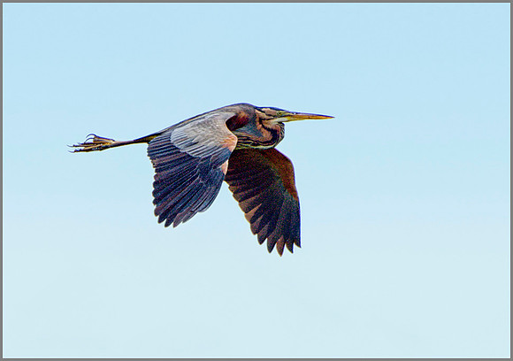 Purple Heron (Ardea purpurea), Mallorca, May 2014