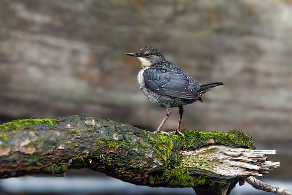 White-fronted Dipper - Cinclus cinclus, Wales, June 2022
