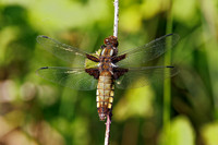 Broad-bodied Chaser - Libellula depressa, Worcestershire, May 2023
