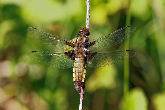 Broad-bodied Chaser - Libellula depressa, Worcestershire, May 2023